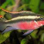 KRIBENSIS SUPER RED