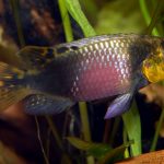 KRIBENSIS SUBOCELLATUS