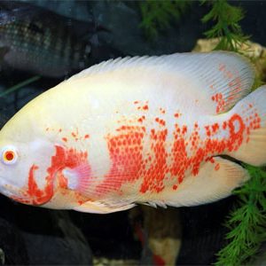 ALBINO TIGER OSCAR