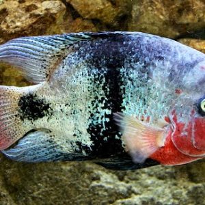 BLACK BELT CICHLID