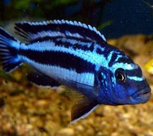 BLUE JOHANNI CICHLID