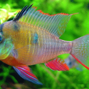 BOLIVIAN RAM