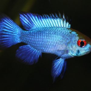 ELECTRIC BLUE RAMIREZI