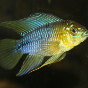 BORELLI DWARF