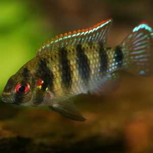 BUTTERFLY CICHLID