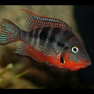 FIREMOUTH CICHLID