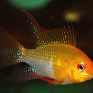 GOLDEN RAMAREZI