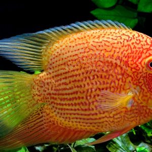 GOLDEN SEVERUM CICHLID