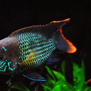 GREEN TERROR CICHLID