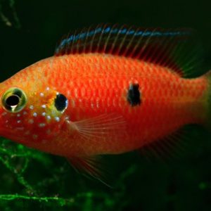 JEWEL CICHLID