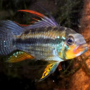 JURUENSIS DWARF CICHLID