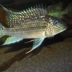 JURUPARI CICHLID
