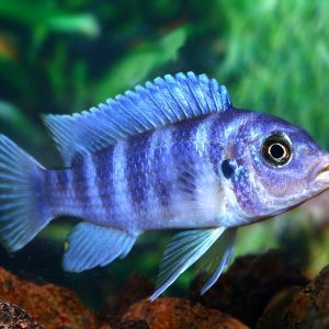 KENYI CICHLID