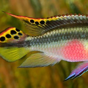KRIBENSIS