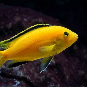 LEMON CICHLID