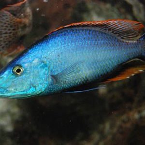 MALAWI  EYE  BITER