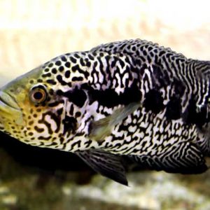 MANAGUENSE CICHLID