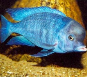 BLUE MORRII CICHLID