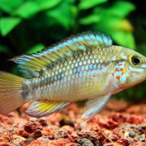 NANACHARA DWARF CICHLID