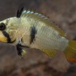 PANDURINI DWARF
