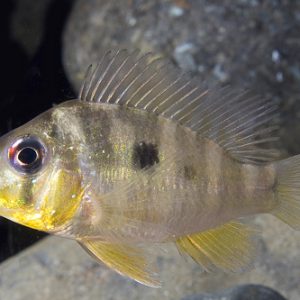 PARAGUAY MOUTHBROODER