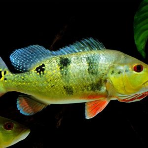 PEACOCK CICHLID