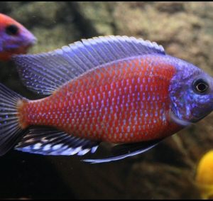 RED KADANGO