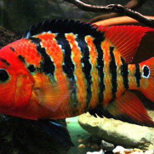 RED TERROR
