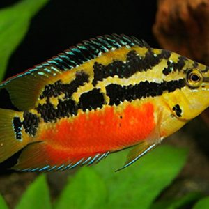 SALVINI CICHLID