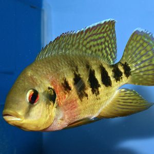 TIGER TILAPIA CICHLID