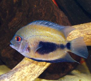 UARU - TRIANGLE CICHLID