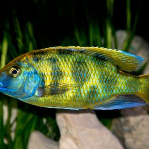 VENUSTUS