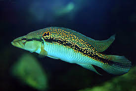 WHITE SPOTTED PIKE CICHLID