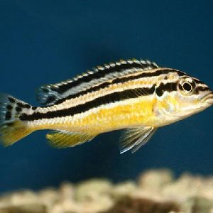 YELLOW AURATUS