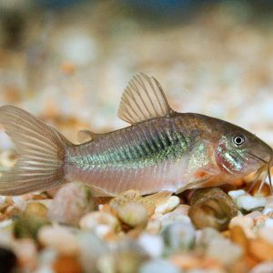 BRONZE CORYDORAS