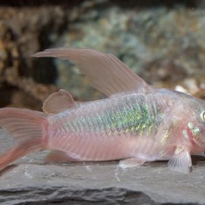 LONGFIN BRONZE CORYDORAS