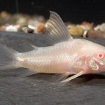 CORYDORAS ALBINO