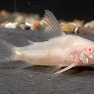 CORYDORAS ALBINO