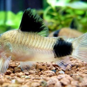 CORYDORAS PANDA