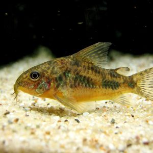 CORYDORAS PEPPERED