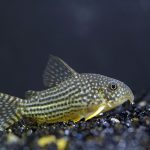 CORYDORAS STERBAI