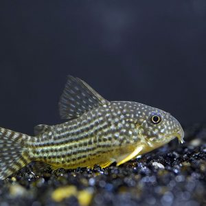 CORYDORAS STERBAI