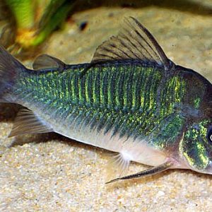 GREEN CORYDORAS
