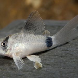 LONGFIN PANDA CORYDORAS