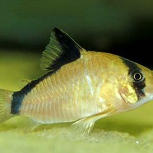METAE CORYDORAS