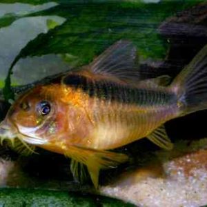 RABAUT's CORYDORAS