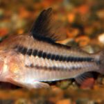 RIOMETA CORYDORAS