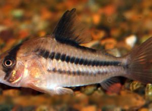 RIOMETA CORYDORAS