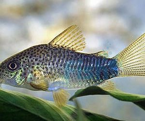 SIMILIS CORYDORAS