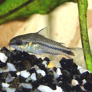 PIGMY CORYDORAS